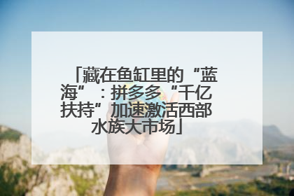 藏在鱼缸里的“蓝海”：拼多多“千亿扶持”加速激活西部水族大市场