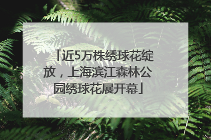 近5万株绣球花绽放，上海滨江森林公园绣球花展开幕