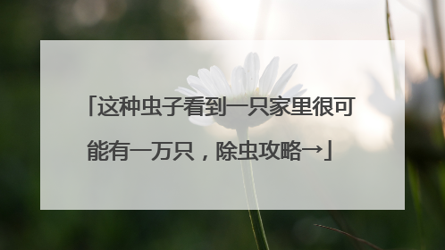这种虫子看到一只家里很可能有一万只，除虫攻略→