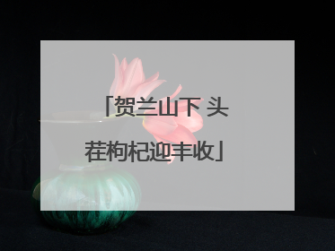 贺兰山下 头茬枸杞迎丰收
