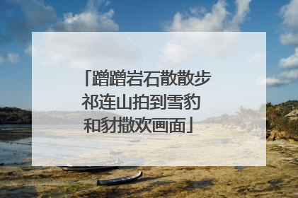 蹭蹭岩石散散步 祁连山拍到雪豹和豺撒欢画面