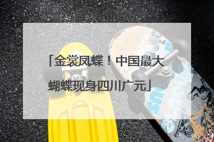 金裳凤蝶！中国最大蝴蝶现身四川广元