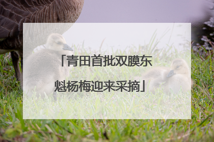 青田首批双膜东魁杨梅迎来采摘