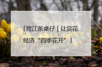 鹭江茶桌仔｜让赏花经济“四季花开”